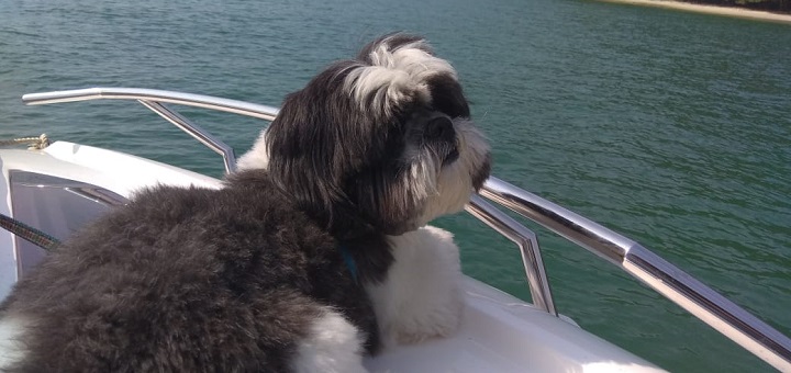 navegar com cachorros